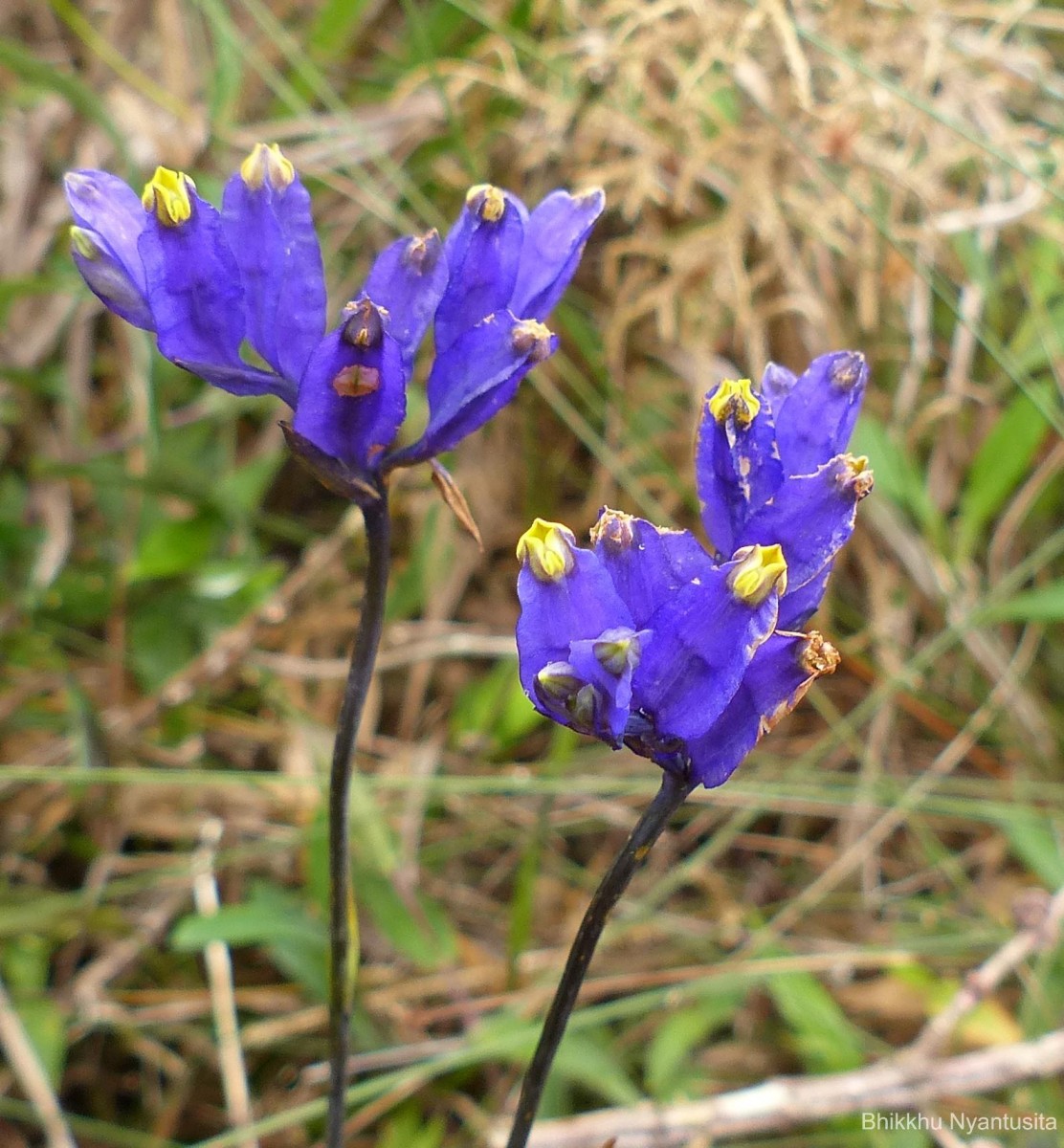 Burmannia disticha L.